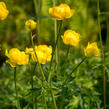 Upolín evropský - Trollius europaeus