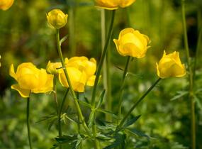 Upolín evropský - Trollius europaeus
