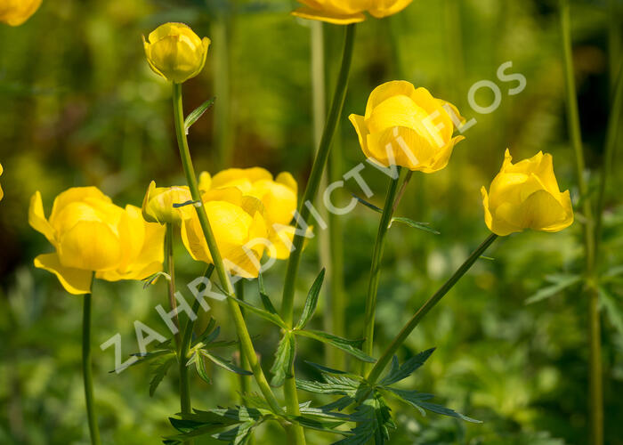 Upolín evropský - Trollius europaeus