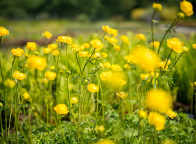 Upolín evropský - Trollius europaeus