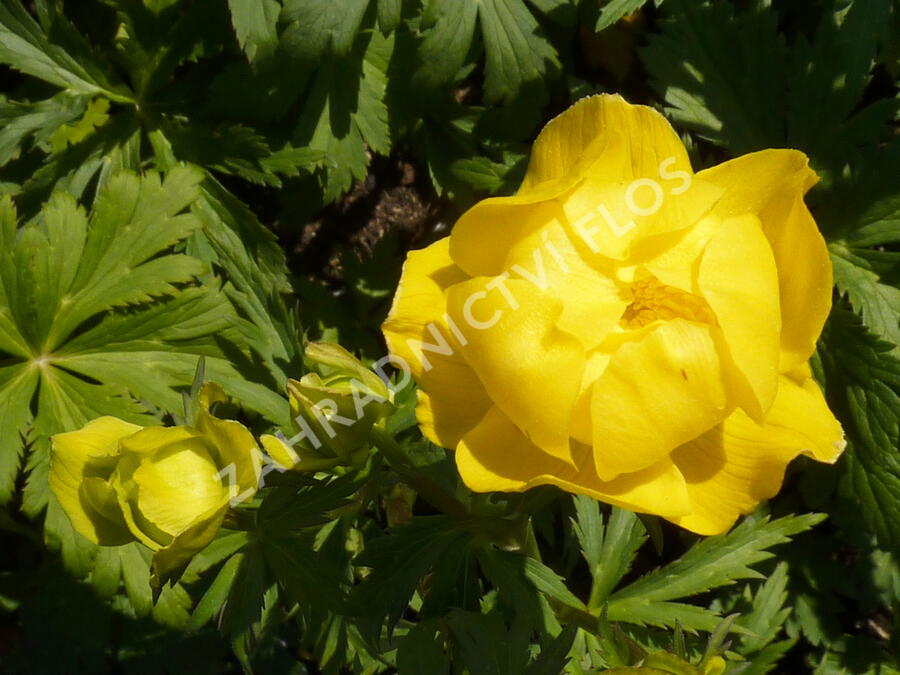Upolín evropský - Trollius europaeus