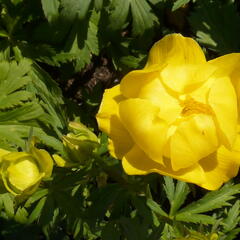 Upolín evropský - Trollius europaeus