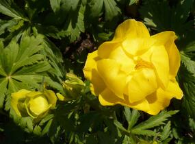 Upolín evropský - Trollius europaeus