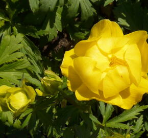 Upolín evropský - Trollius europaeus