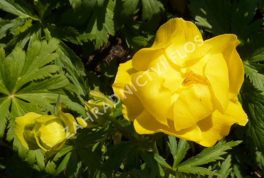 Upolín evropský - Trollius europaeus