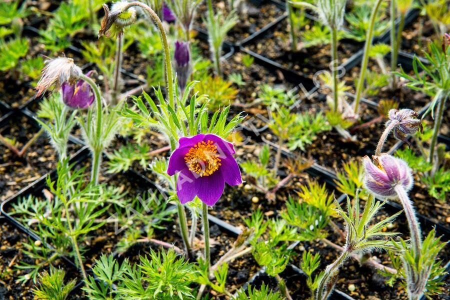 Koniklec obecný 'Violet Blue' - Pulsatilla vulgaris 'Violet Blue'