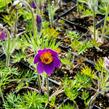 Koniklec obecný 'Violet Blue' - Pulsatilla vulgaris 'Violet Blue'