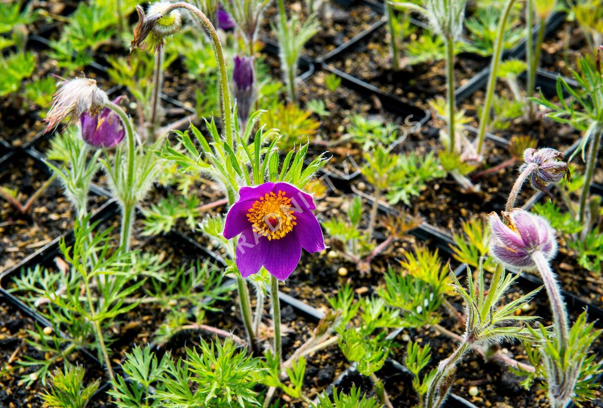 Koniklec obecný 'Violet Blue' - Pulsatilla vulgaris 'Violet Blue'