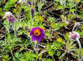 Koniklec obecný 'Violet Blue' - Pulsatilla vulgaris 'Violet Blue'