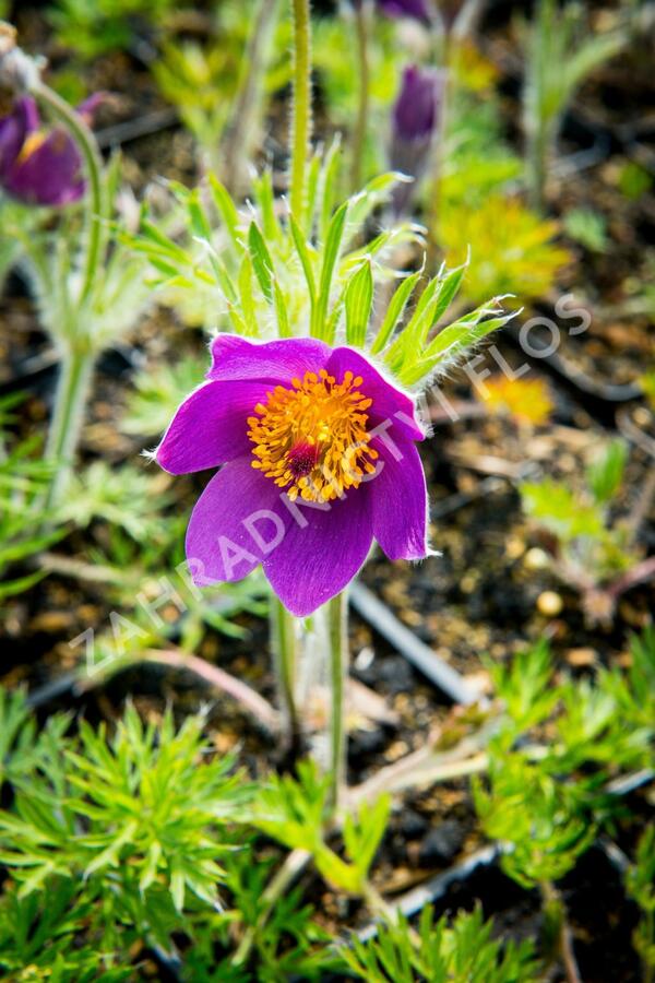 Koniklec obecný 'Violet Blue' - Pulsatilla vulgaris 'Violet Blue'