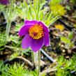 Koniklec obecný 'Violet Blue' - Pulsatilla vulgaris 'Violet Blue'