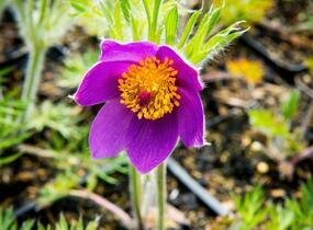 Koniklec obecný 'Violet Blue' - Pulsatilla vulgaris 'Violet Blue'