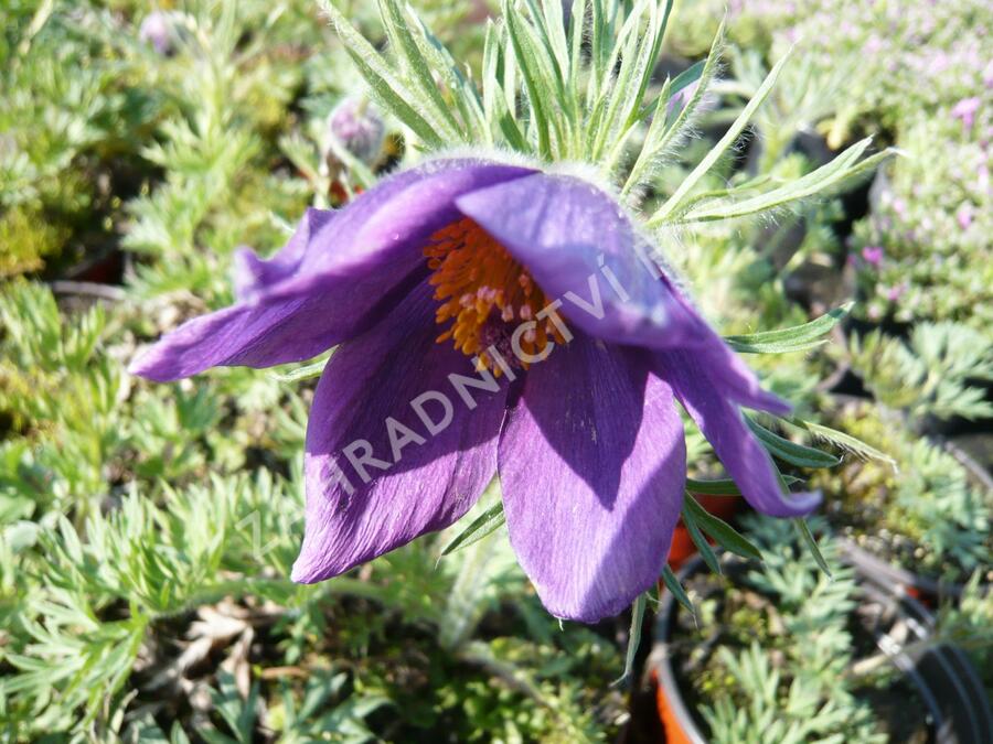Koniklec obecný 'Violet Blue' - Pulsatilla vulgaris 'Violet Blue'