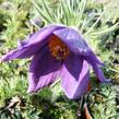 Koniklec obecný 'Violet Blue' - Pulsatilla vulgaris 'Violet Blue'