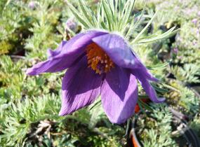 Koniklec obecný 'Violet Blue' - Pulsatilla vulgaris 'Violet Blue'