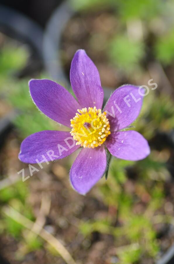 Koniklec obecný 'Violet Blue' - Pulsatilla vulgaris 'Violet Blue'