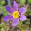 Koniklec obecný 'Violet Blue' - Pulsatilla vulgaris 'Violet Blue'