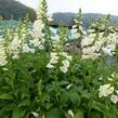 Náprstník červený 'Virtuoso White' - Digitalis purpurea 'Virtuoso White'