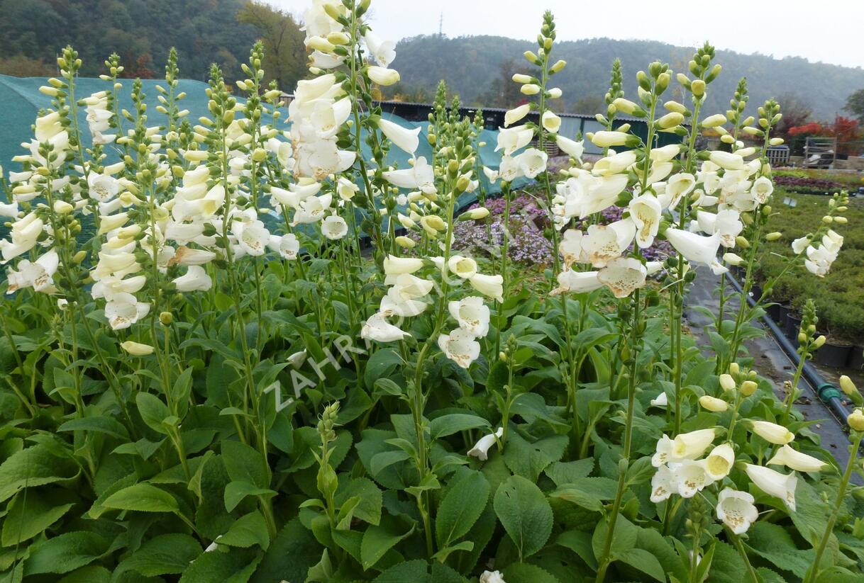 Náprstník červený 'Virtuoso White' - Digitalis purpurea 'Virtuoso White'