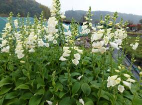 Náprstník červený 'Virtuoso White' - Digitalis purpurea 'Virtuoso White'