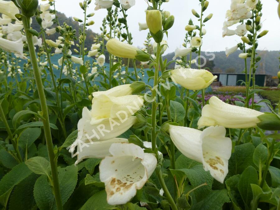 Náprstník červený 'Virtuoso White' - Digitalis purpurea 'Virtuoso White'