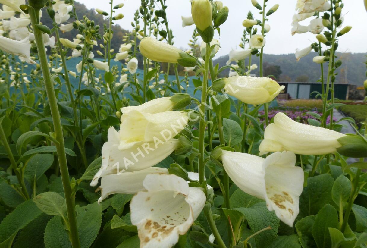 Náprstník červený 'Virtuoso White' - Digitalis purpurea 'Virtuoso White'