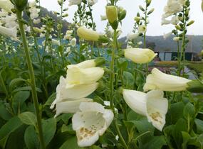 Náprstník červený 'Virtuoso White' - Digitalis purpurea 'Virtuoso White'