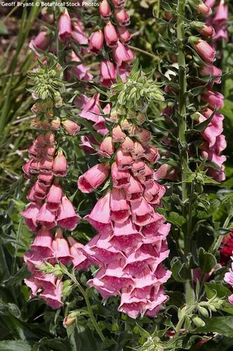 Náprstník červený 'Virtuoso Rose Compact' - Digitalis purpurea 'Virtuoso Rose Compact'