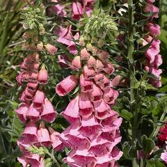 Náprstník červený 'Virtuoso Rose Compact' - Digitalis purpurea 'Virtuoso Rose Compact'