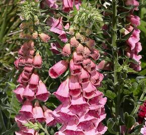 Náprstník červený 'Virtuoso Rose Compact' - Digitalis purpurea 'Virtuoso Rose Compact'