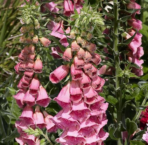Náprstník červený 'Virtuoso Rose Compact' - Digitalis purpurea 'Virtuoso Rose Compact'