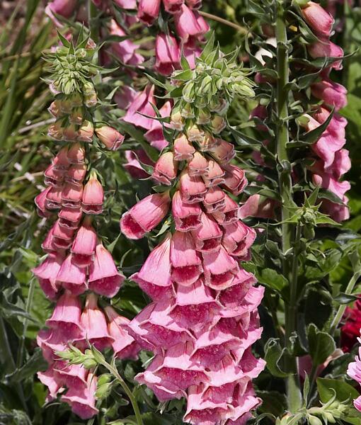 Náprstník červený 'Virtuoso Rose Compact' - Digitalis purpurea 'Virtuoso Rose Compact'