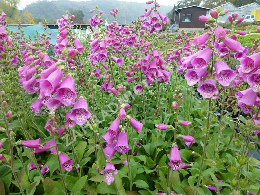 Náprstník červený 'Virtuoso Red' - Digitalis purpurea 'Virtuoso Red'