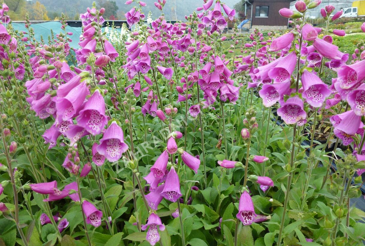 Náprstník červený 'Virtuoso Red' - Digitalis purpurea 'Virtuoso Red'