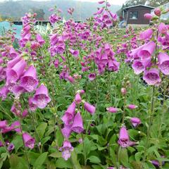 Náprstník červený 'Virtuoso Red' - Digitalis purpurea 'Virtuoso Red'