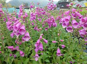 Náprstník červený 'Virtuoso Red' - Digitalis purpurea 'Virtuoso Red'