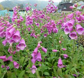 Náprstník červený 'Virtuoso Red' - Digitalis purpurea 'Virtuoso Red'