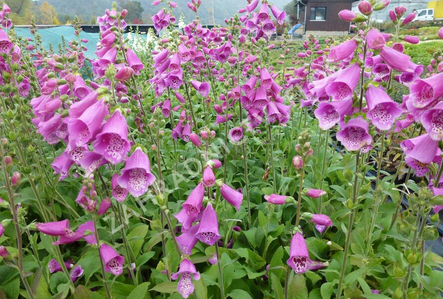 Náprstník červený 'Virtuoso Red' - Digitalis purpurea 'Virtuoso Red'