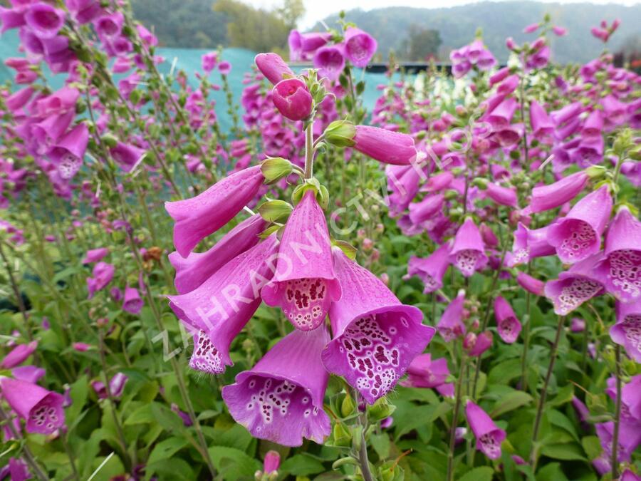 Náprstník červený 'Virtuoso Red' - Digitalis purpurea 'Virtuoso Red'