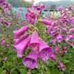 Náprstník červený 'Virtuoso Red' - Digitalis purpurea 'Virtuoso Red'