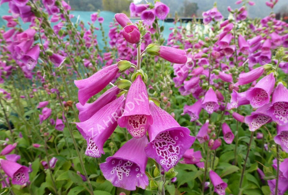 Náprstník červený 'Virtuoso Red' - Digitalis purpurea 'Virtuoso Red'