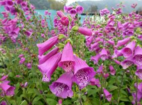 Náprstník červený 'Virtuoso Red' - Digitalis purpurea 'Virtuoso Red'