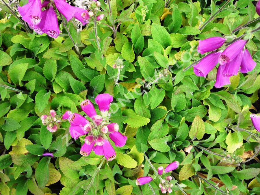 Náprstník červený 'Virtuoso Red' - Digitalis purpurea 'Virtuoso Red'