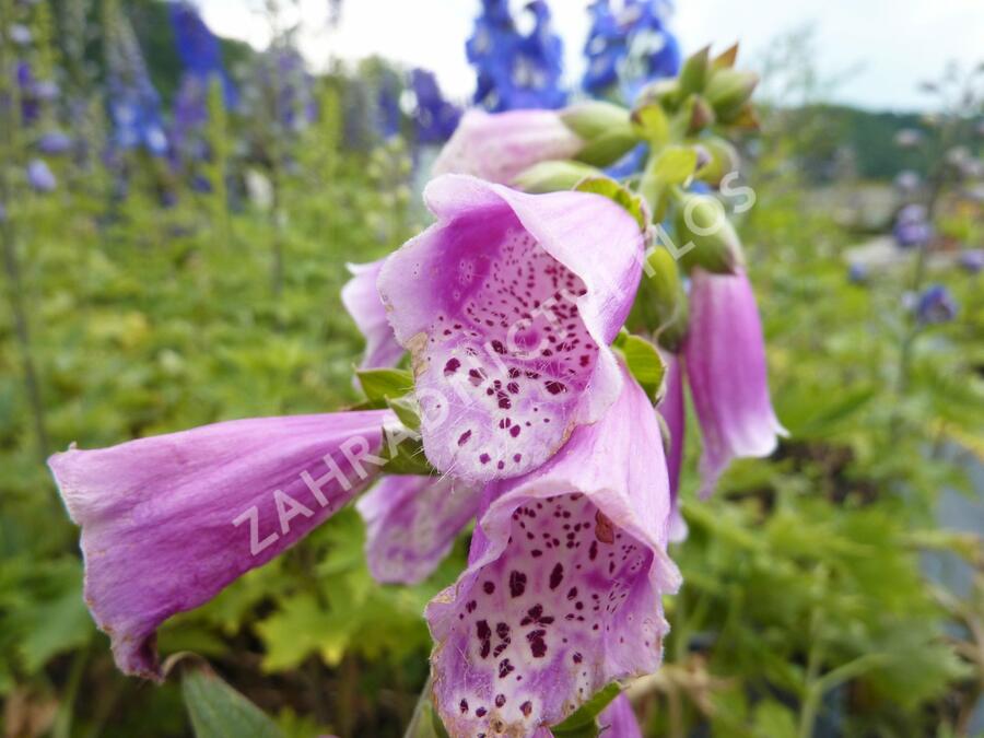 Náprstník červený 'Virtuoso Red' - Digitalis purpurea 'Virtuoso Red'