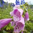 Náprstník červený 'Virtuoso Red' - Digitalis purpurea 'Virtuoso Red'