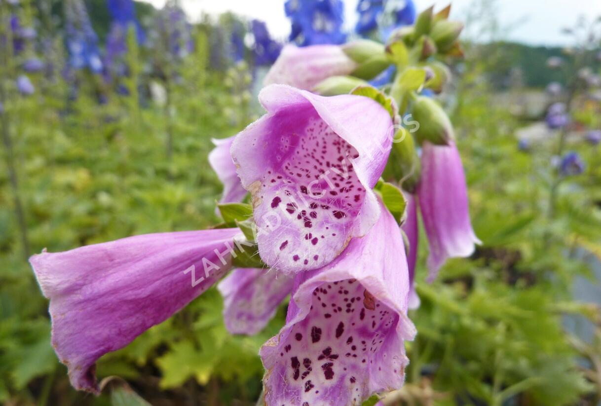 Náprstník červený 'Virtuoso Red' - Digitalis purpurea 'Virtuoso Red'