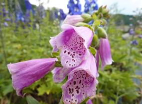 Náprstník červený 'Virtuoso Red' - Digitalis purpurea 'Virtuoso Red'