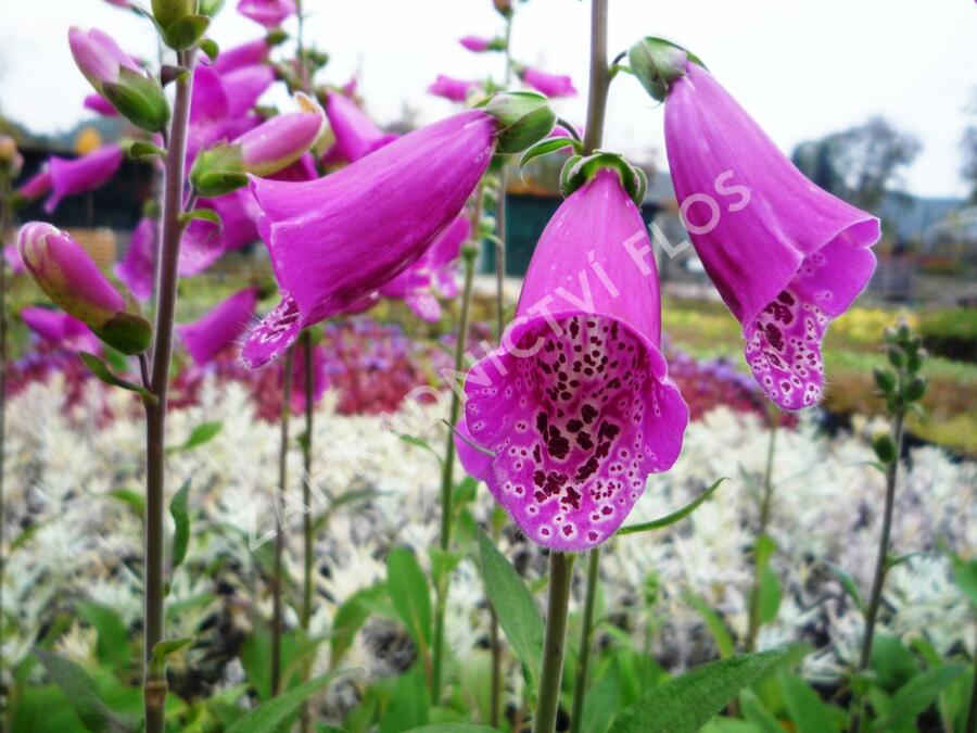 Náprstník červený 'Virtuoso Red' - Digitalis purpurea 'Virtuoso Red'