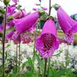 Náprstník červený 'Virtuoso Red' - Digitalis purpurea 'Virtuoso Red'