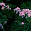 Žluťucha orlíčkolistá - Thalictrum aquilegifolium